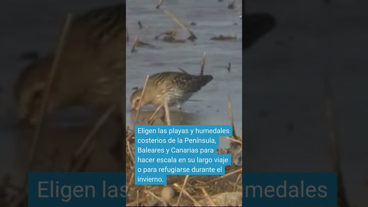 Al correlimos común le gusta el tiempo en España