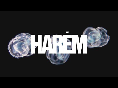 Harém • Luedji Luna feat. Liniker (Visualizer)