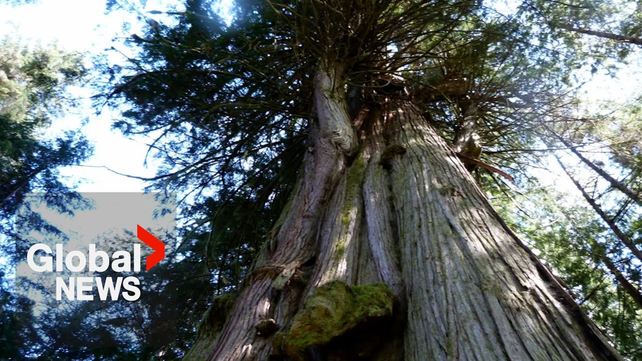 Big tree registry highlighting awe, need of majestic BC beings