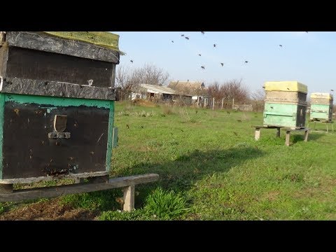 Весенний слёт пчелы на пасике