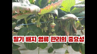 딸기 재배 토경에서 염류문제가 있는데 양액재배에서는 없다고?? 우리나라 양액재배 배지 염류 관리는 필수입니다…