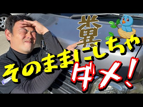 【どこでも出来る】サッと簡単！　鳥フン　除去