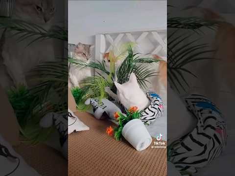 Funny cats #cat #black #cute #catshorts #catlover #albino #team #cats #pets #funny