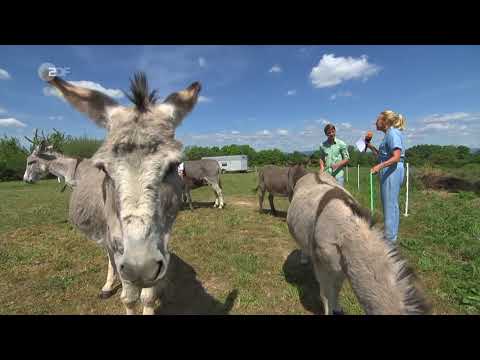 ZDF-Fernsehgarten 22.05.2022 | Tierisch gut! | Ganze Show