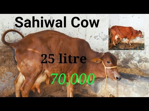Sahiwal Jersey Cross 25 litre for sale@ 9416703366 || Sahiwal Cross Cow Video