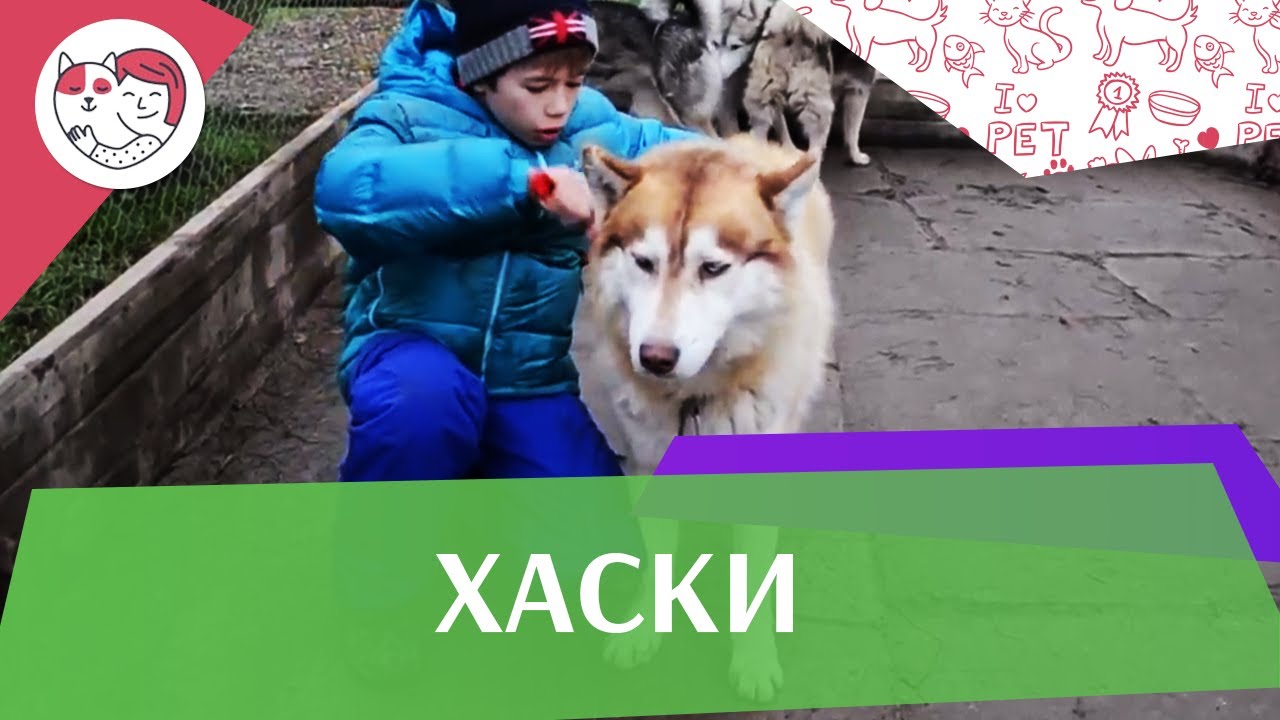 Хаски на iLikePet