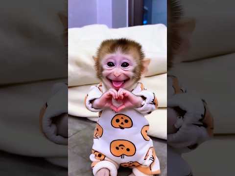 I Love You Our YouTube Friends 🥰❤️🙏🫶🐵 #shorts #viral #trending #funny