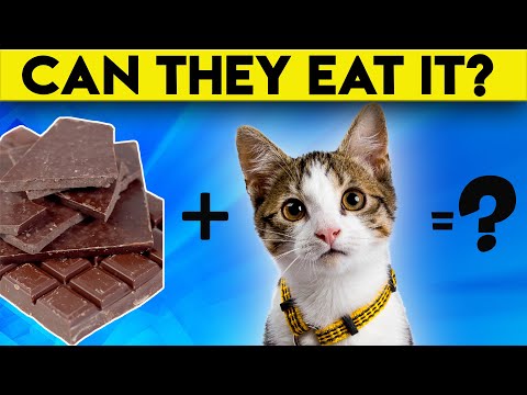YouTube video about: Can cats eat chocolate cake?