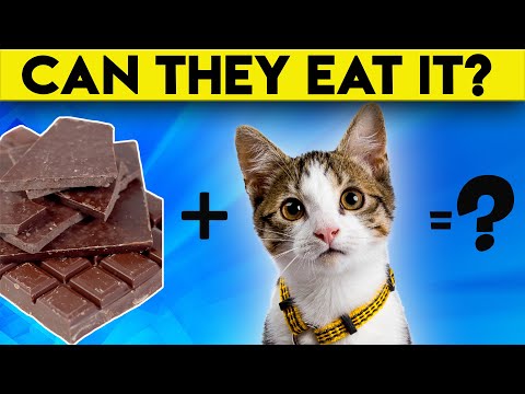 Can Cats Eat Chocolate? Mystery Revealed