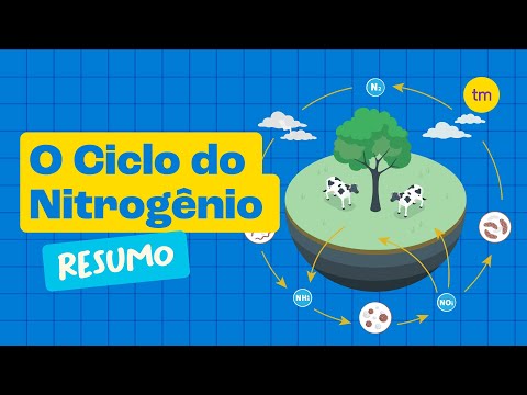 CICLO DO NITROGÊNIO | Como Funciona?