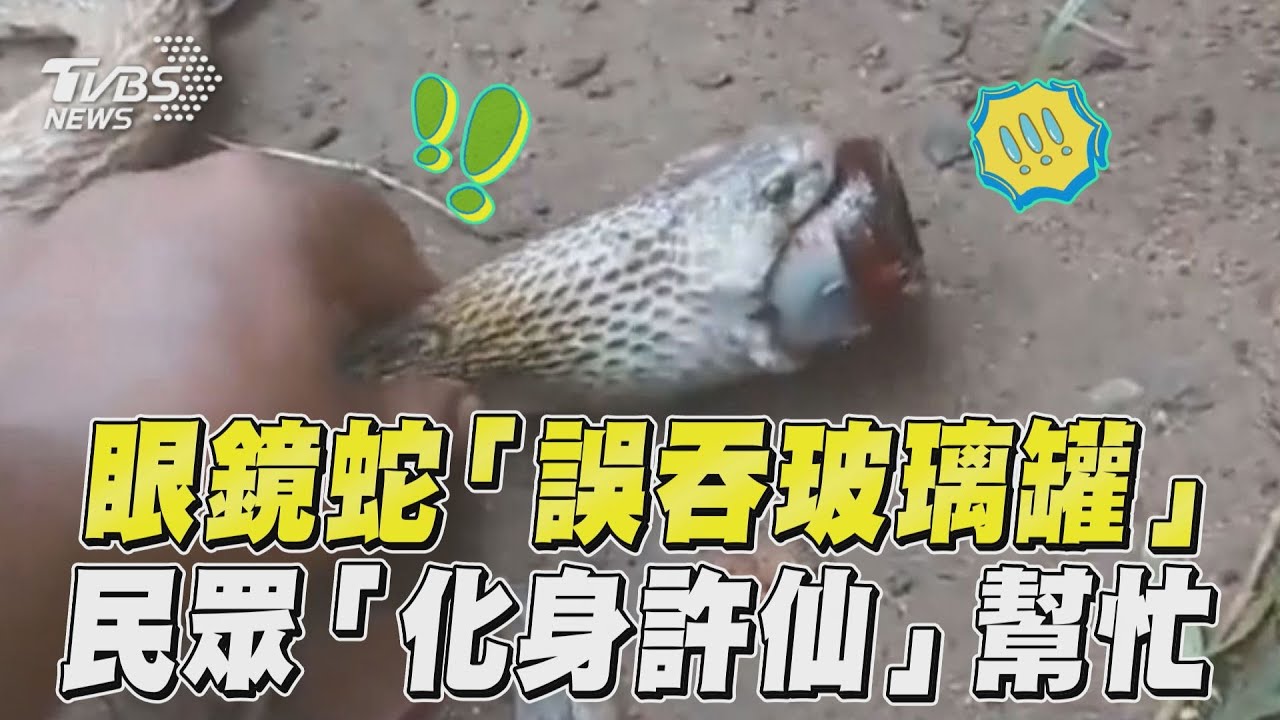 有片／Call out許仙救援！印度眼鏡蛇「誤吞藥瓶」　卡嘴虛脫布滿蒼蠅