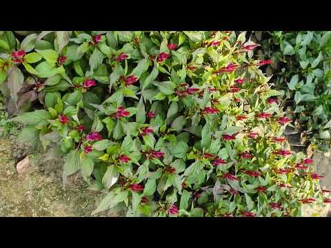 beautiful flowers#shorts #gardening #flowers