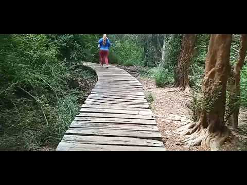 BOSQUE DE ARRAYANES EN EL PARQUE MUNICIPAL LLAO LLAO - BARILOCHE, RÍO NEGRO