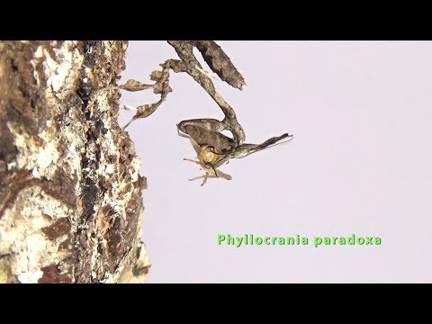 Modlivka prízračná (Phyllocrania paradoxa) — kŕmenie nýmf živou korisťou