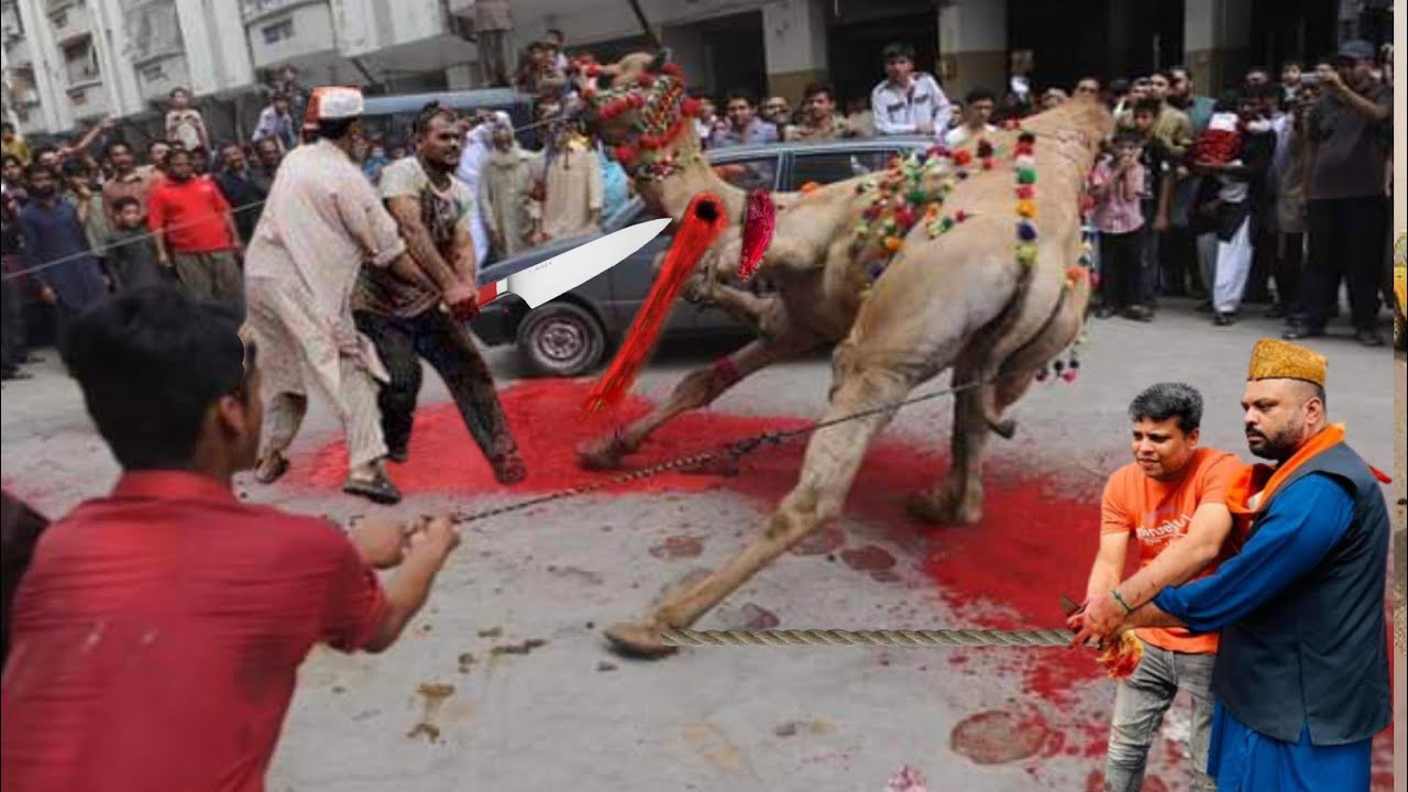 Camel Qurbani 2024 ll Camel Farming
