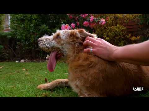 Let's Talk About Alpha Spirit