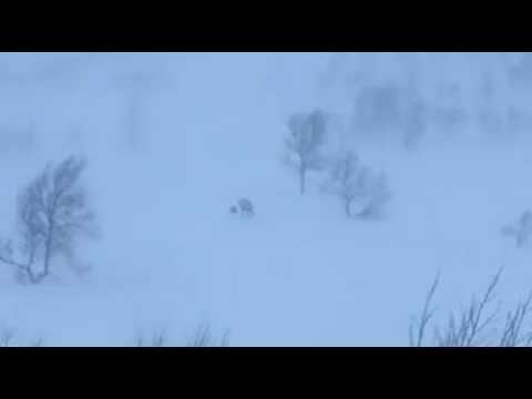 Dramatic Fight: Wolverine VS Reindeer in Northern Norway