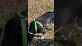 Video preview image #1 Treeing Walker Coonhound-Unknown Mix Puppy For Sale in Holly Springs, NC, USA