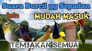 Download lagu masteran murai batu burung kecil || masteran murai batu burung kecil-kecil mp3 Download lagu masteran murai batu burung kecil || masteran murai batu burung kecil-kecil mp3