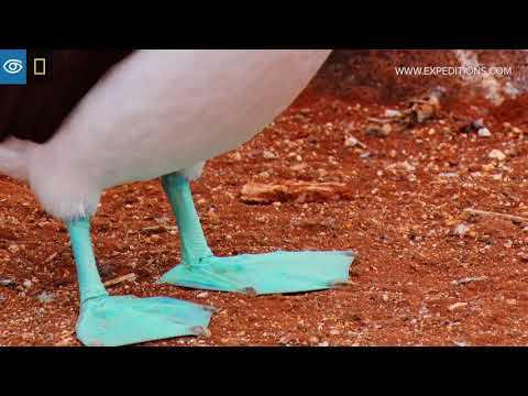 Sula modronohá (Sula nebouxii) — tokový tanec na Galapágoch