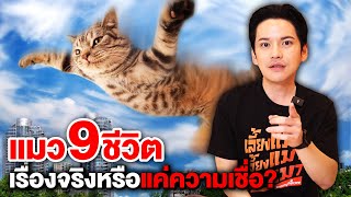 ตำนานความเชื่อโบราณ แมว 9 ชีวิต | ติดเต๋า