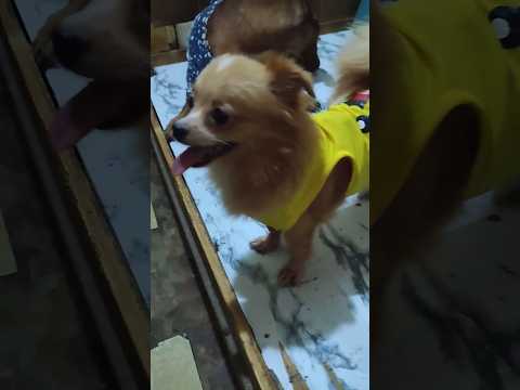 Vanessa #dog #cutedog #shorts