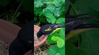 Download lagu Black Siskin | Birds mp3