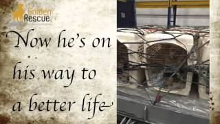 Istanbul Rescue Mission Of Love : Flight 3 :: A Second Chance For Merlin #2286