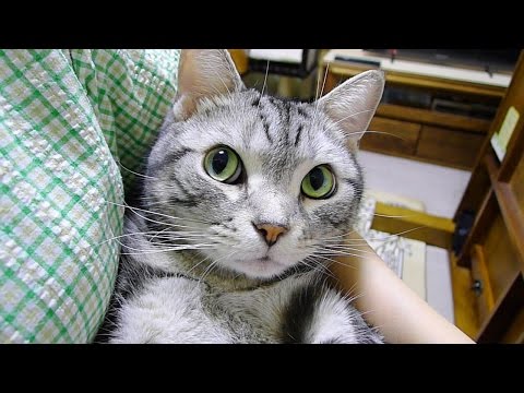 感情が顔に出過ぎな猫