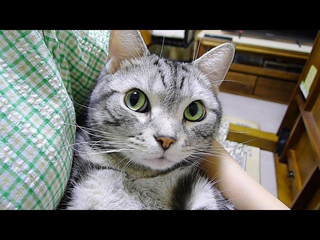 目は口ほどに物を言う…感情が顔に出すぎる猫さんが可愛い！！のサムネイル画像