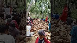 Download lagu Mutual cooperation in processing coconuts into copra mp3