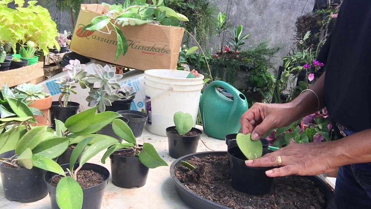 Como Faço Mudas De Flor De Cera #flordecera