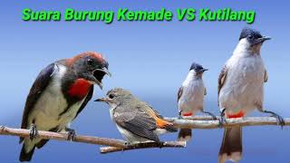 Download lagu suara kemade dan kutilang ribut mp3