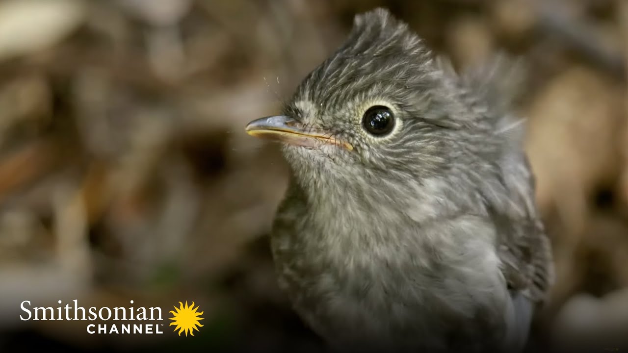 Male Robins - Smithsonian Channel