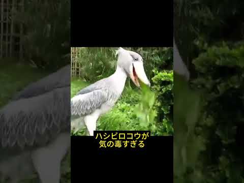 アフリカの動物 - 特徴、好奇心、写真