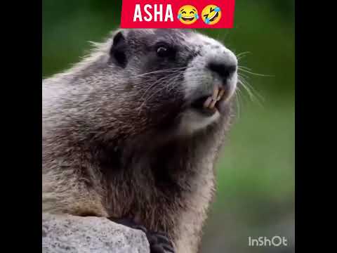 #shortsvideo #gallery bolane wala#new tag#asha# comedy#videoshow #short#YouTube#channel