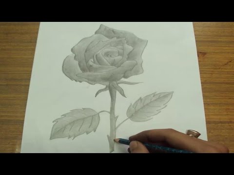 Mountains and Pine Tress Watercolor Pencil Landscape Drawing | steps to follow