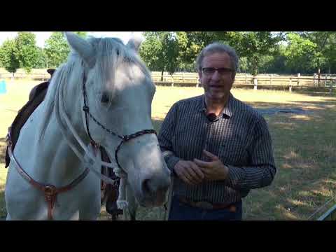 MUSTANG MAKEOVER 2018 Team Birger (TAG 4023) - Update 8