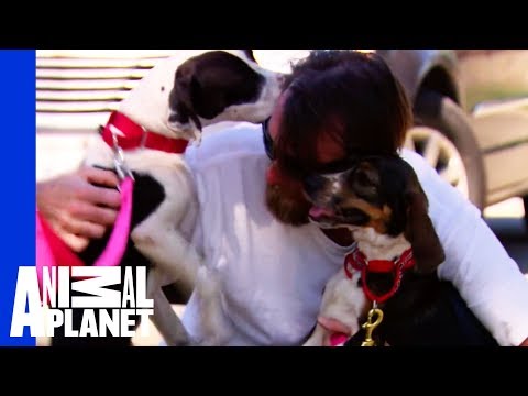 A War Veteran Has A Heartwarming Reunion With His Dogs