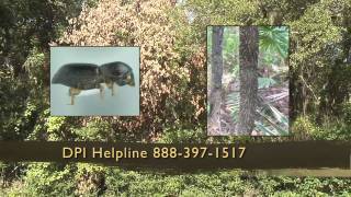 Laurel wilt in Florida