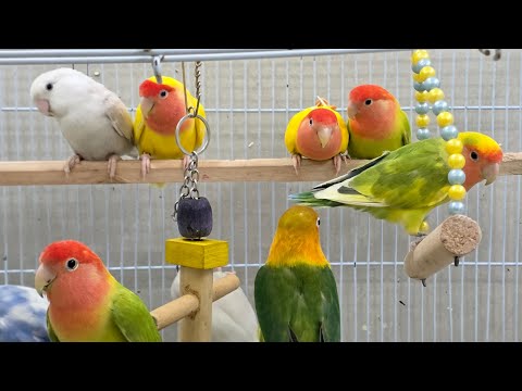 4 Hours of Relaxing Lovebird Sounds | Calming Nature Ambience for Sleep, Study & Meditation