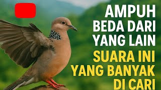 Download lagu SUARA TEKUKUR BETINA MEMANGGIL JANTAN mp3