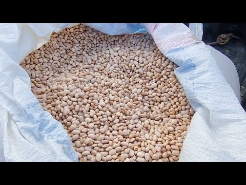 Feira do feijão na cidade de São João Pernambuco 15-09-2025 muito feijão 