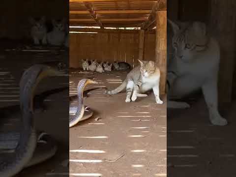 Kitten Says: “Our Mom Isn’t Just a Cat… She’s a LION, Snake!” 😼🦁🐍#shorts #shortvideo #catvssnake