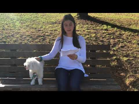 Lil' Pooch Dog Grooming Business (Accounting Assignment)