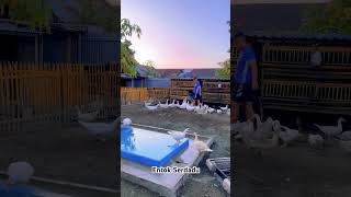 Download lagu Menikmati setiap prosesnya #kandang #entok mp3