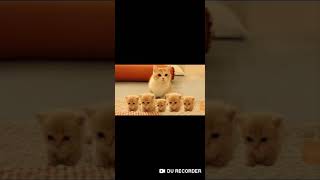SUNDAY THEベイビースターズ 歌ったばい