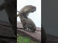 Monkey Sex