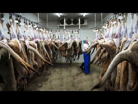 , title : 'Awesome Kangaroo Harvesting 🦘 - Kangaroo Meat Processing in Factory - Kangaroo Industry