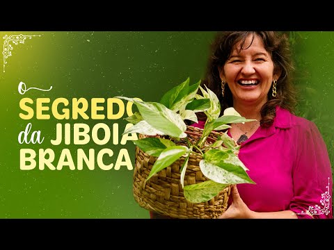 THE SECRET to FARMING WHITE BOA CONDITIONER